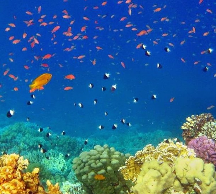 keizers-tropical-fish-aquariums-photo